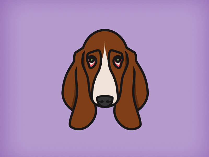 Basset hound