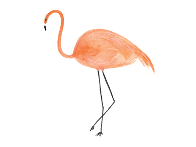 Flamingo bird flamingo watercolor