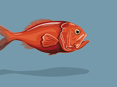 Orange Roughy fish illustration vector