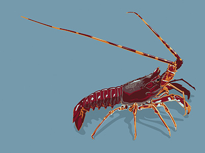 Giant Lobster giant illustration lobster spiny vector