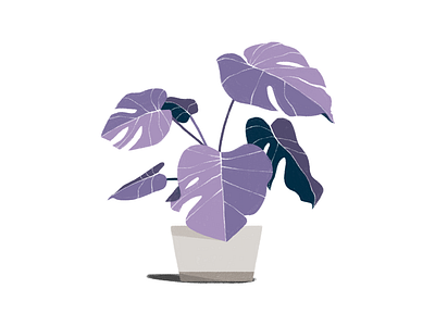 Monstera Deliciosa deliciosa garden graphic illustration monstera nghiem plant sydney