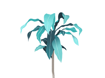 Dracaena Fragrans dracaena fragrans graphic illustration illustrations indoor massangeana plant