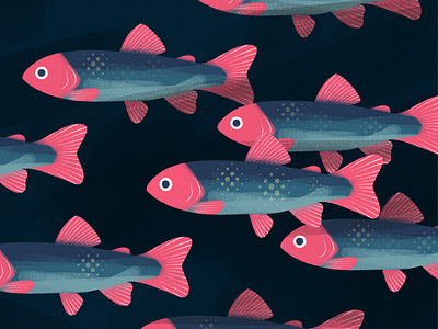 trouts drawing editorial fish illustration illustrator photoshop trout