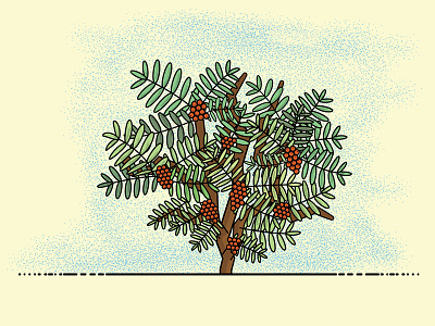 Orange Berry Bush bushes foliage illustrator plants sketching texture vector