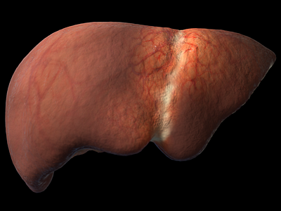 3Dliver 3d liver texture