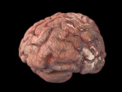 Brain 3d anatomy animation brain motion texture