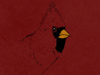 Cardinal illustration baseball bird cardinal