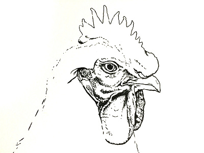 Chicken Illustration - WIP chicken drawing illustration pen and ink wip