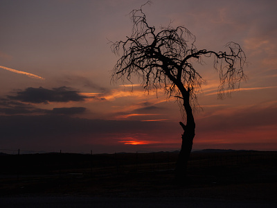 Pioneertown Tree At Dusk cmyk creative commons desert dusk image photo photocrops tree