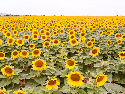 Bright Color Of Sunflower Field bright cmyk color creative commons field flower photo photography sunflower