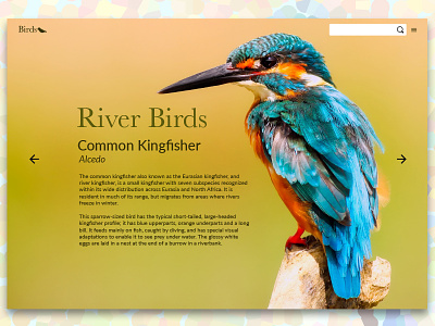 Birds Mockup bird design kingfisher nature ui web web design webpage
