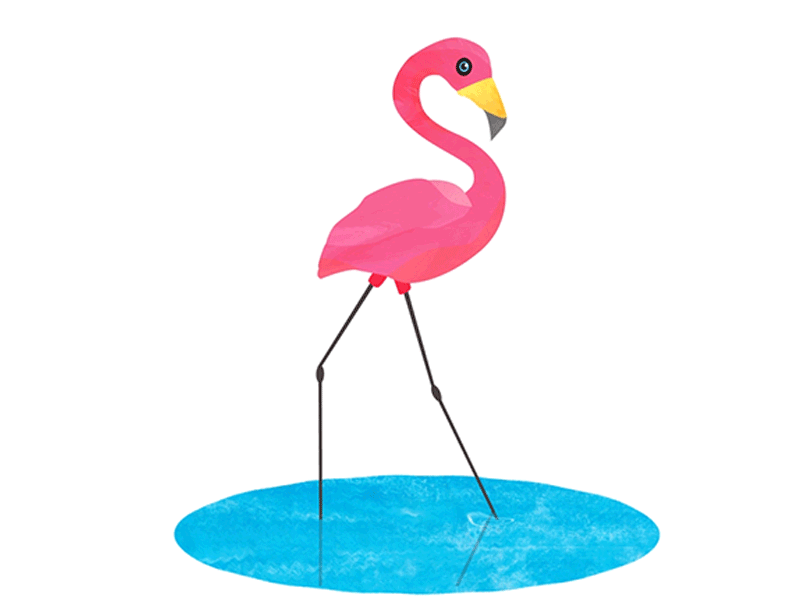 Flamingo africa animal animation debut flamingo motion graphics pink vector water
