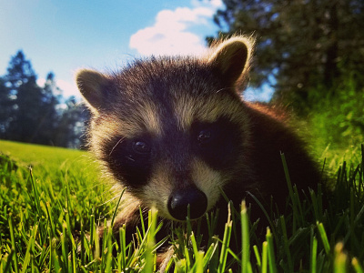 Youthful Curiosity baby baby racoon blue sky golf course green grass nature photography photography racoon sunshine wildlife photography