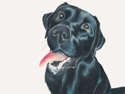 Color pencil black lab portrait color pencil dogs illustration pets portrait sketch