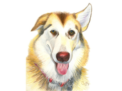 Alaskan Malamute color pencils dogs illustrations pets portraits