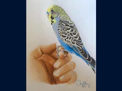 Parakeet Color Pencil Illustration birds color pencils hands illustration love pets sketch