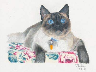 Siamese Cat Color Pencil Sketch