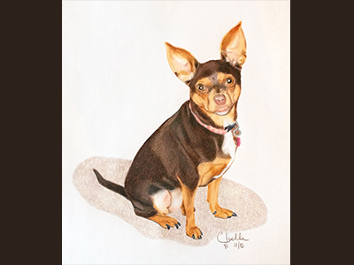 Penny chihuahua color pencil dog drawing illustration pets portrait