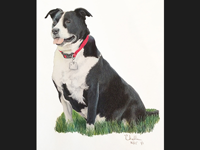 Lucy border collie color pencil dog drawing illustration pets pit bull portrait