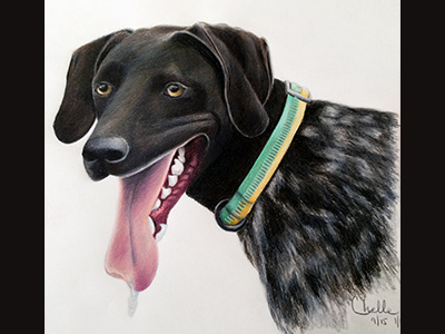 Tyee color pencil dog drawing german shorthair pointer illustration pets portrait