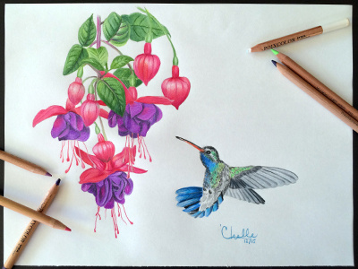 Hummingbird and Fuchsias bird color pencil drawing flowers fuchsia hummingbird illustration memorial