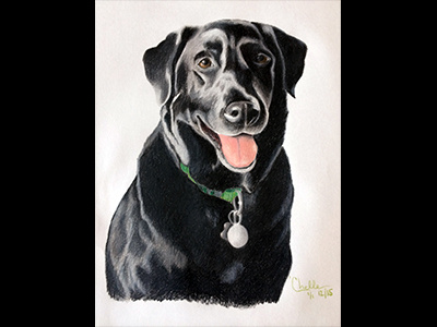 Phoebe black lab color pencil dog drawing illustration pets portrait