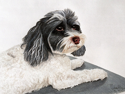 Belle color pencil dog drawing havanese illustration pets portrait