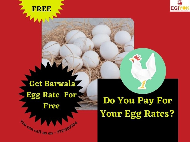 Get Barwala Egg Rate For Free by kirtikamal on Dribbble