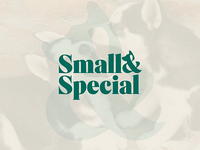 Logo Design | Small&Special Dog icon