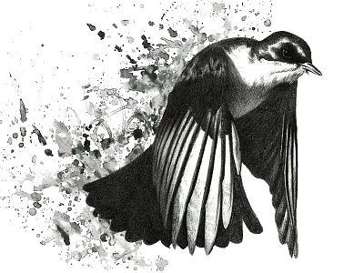 The Flight bird drawing illustration pencil