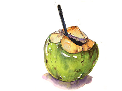 Coconut aksinja la paloma coconut illustration sketch thailand watercolor