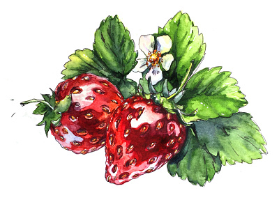 Strawberry aksinja la paloma berry illustration sketch strawberry watercolor