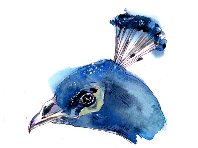 Firebird aksinja la paloma firebird illustration painting sketch watercolor