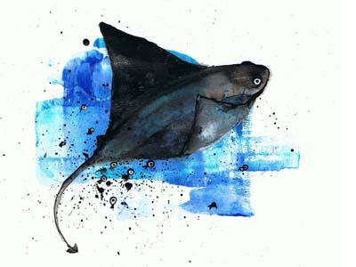 Stingray blue and black illustration ink ocean painting stingray underwater