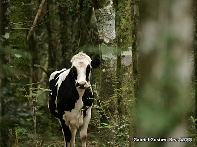 Wild cow appears photography