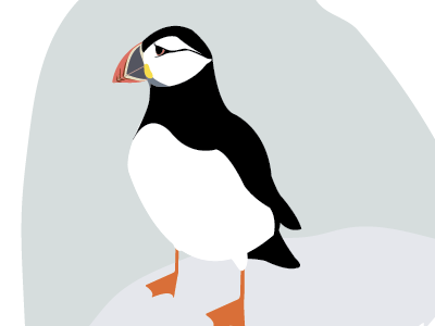 Puffin WIP bird fauna illustration illustrator megan thomas puffin vector wit