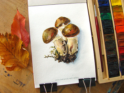 Mushrooms art autumn illustration nature painting sketch watercolor