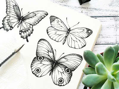 Butterlfies black and white butterfly graphic illustration nature sketchbook