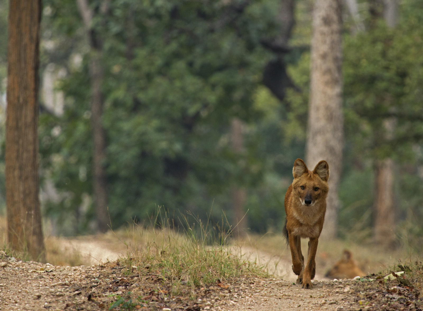 pench safari booking availability