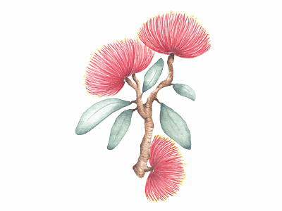 Pohutukawa adobe flat design flower graphic design green illustration illustrator print red simple sketch watercolour