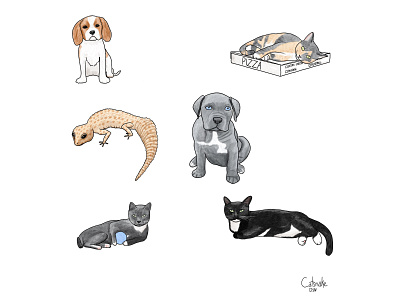 Pet Spot Illustrations drawing editorial illustration illustration spot illustration