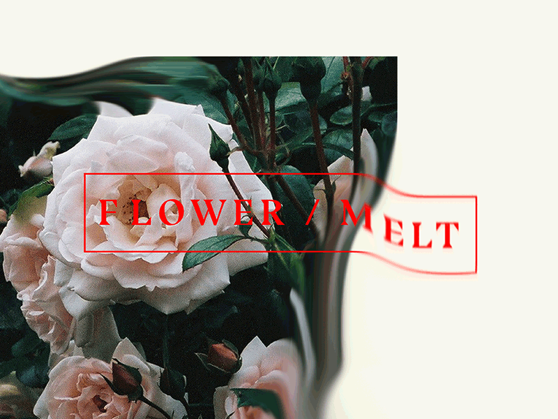 flower / melt analogphotography branding graphicdesign minimalism typography