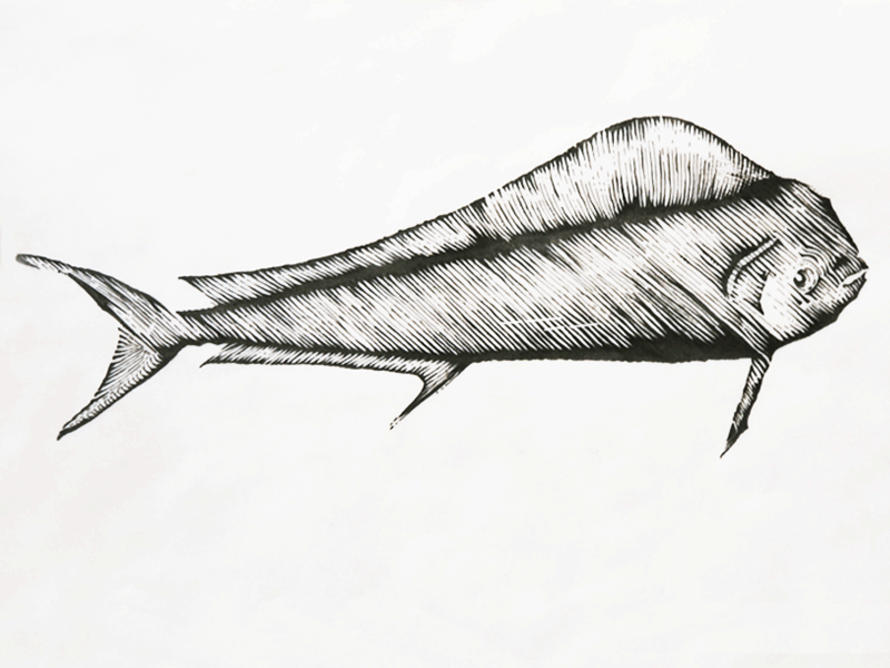 Woodcut Seafood Process drawing fish gif process seafood sketch woodcut