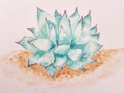 Watercolor Agave agave hand illustrated plant succulent texas plants watercolor