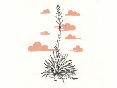 Agave in Bloom agave austin bloom dot illustration hand drawn native plants pink plant sketch