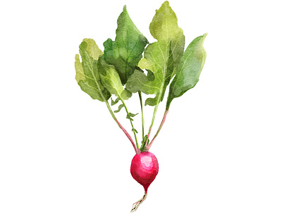 Radish digital watercolor food magazine procreate radish vegetable watercolor