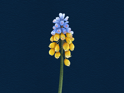 Muscari - Ukrainian flag