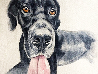 Aspen the Great Dane big dog dog drawing great dane pet portrait watercolor