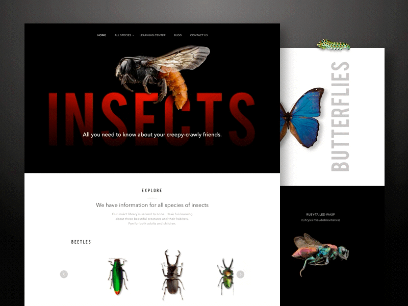 Concept for Educational Insect Website