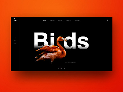 Birds Header